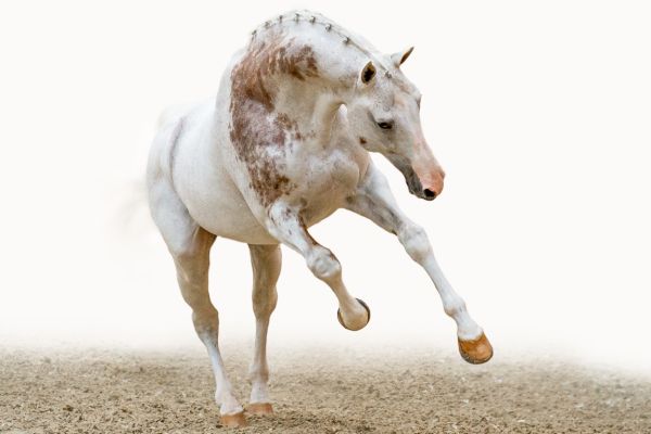 【ZELENA】horse tee horse tee - ZELENA | 60% - Asian Fashion Online Store